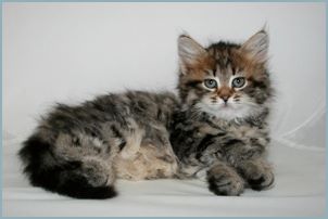 Female Siberian Kitten from Deedlebug Siberians